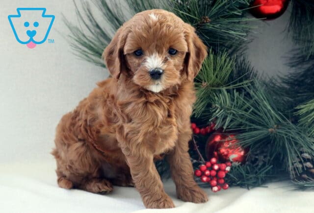 Fluffy apricot Cavapoo puppy sitting on a white backdrop beside a festive Christmas tree, featuring soft wavy fur, a small white blaze on the face, and gentle dark eyes. image