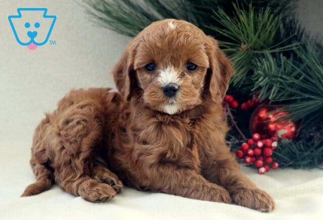 Apricot Cavapoo puppy lying on a white backdrop beside a holiday evergreen arrangement, featuring a fluffy wavy coat, small white markings on the face, and calm dark eyes. image