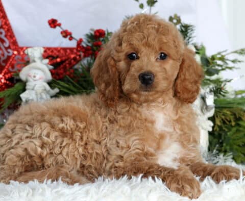 Kiwi Mini Goldendoodle