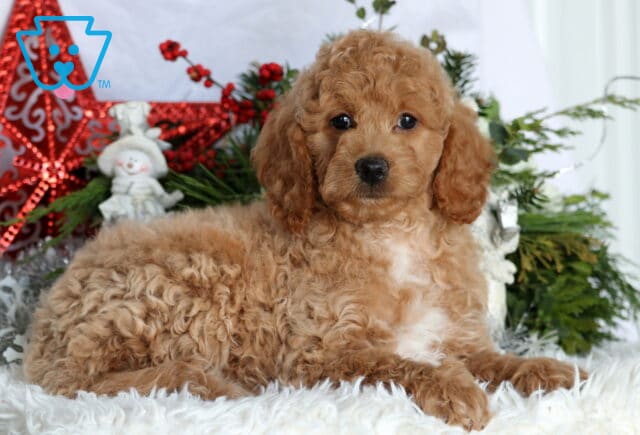 Kiwi Mini Goldendoodle image