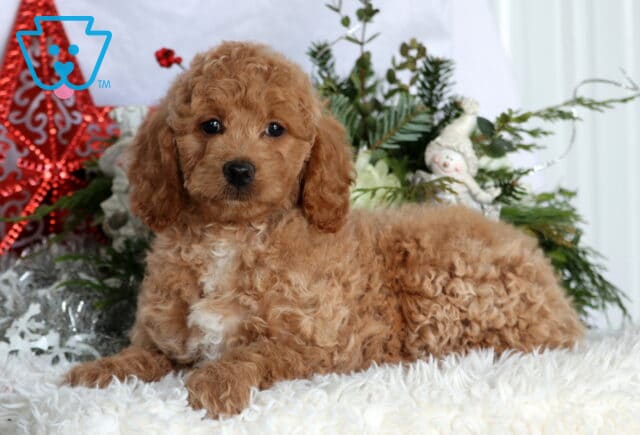 Kiwi Mini Goldendoodle2 image