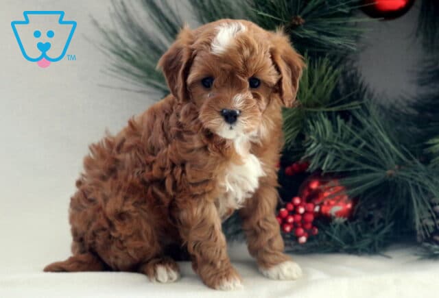Fluffy apricot Cavapoo puppy sitting on a white surface beside a festive pine arrangement, showing a curly coat, white chest markings, floppy ears, and gentle dark eyes. image
