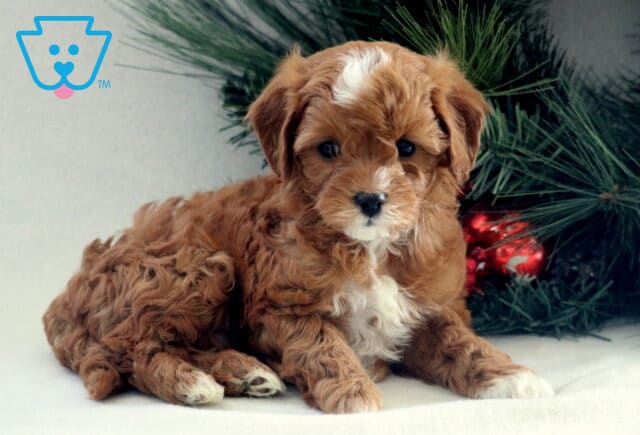 Apricot Cavapoo puppy lying on a white surface beside evergreen branches, featuring a soft curly coat, white chest and paw markings, floppy ears, and sweet dark eyes. image