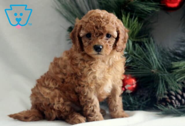 Fluffy apricot Cavapoo puppy sitting on a white surface beside a Christmas tree, featuring a curly coat, dark expressive eyes, and a sweet, calm pose. image