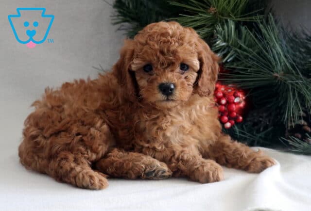 Curly apricot Cavapoo puppy lying on a white blanket next to a decorated Christmas tree, with soft fluffy fur, round dark eyes, and a relaxed, cozy pose. image