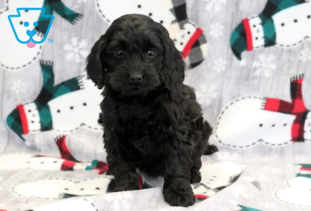 Kyla Cockapoo image