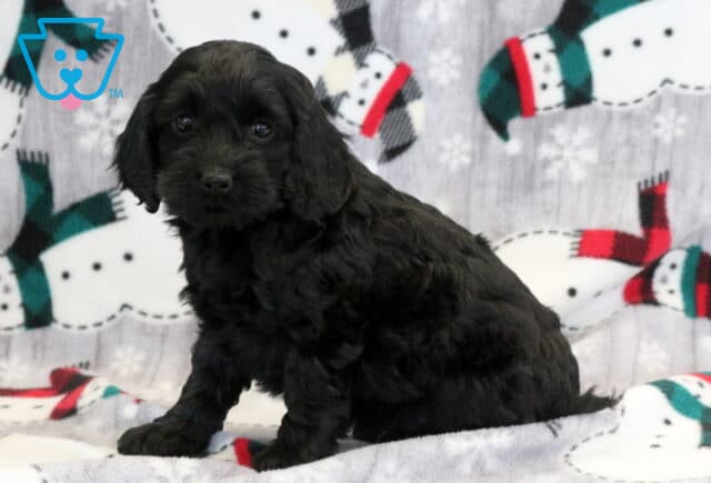 Kyla Cockapoo2 image