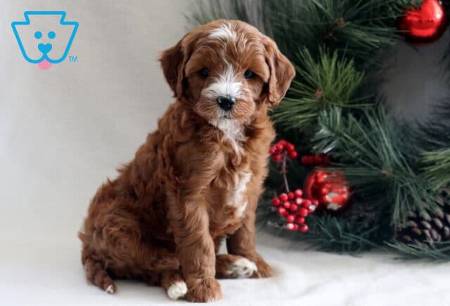 Brown and white Cavapoo puppy sitting beside a decorated Christmas tree, featuring a soft curly coat, white blaze on the face, and a calm, sweet expression. image