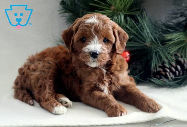 Brown and white Cavapoo puppy lying on a light surface beside a Christmas tree, featuring a fluffy curly coat, white facial markings, and a relaxed, gentle expression. image