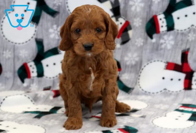 Kynford Cockapoo image