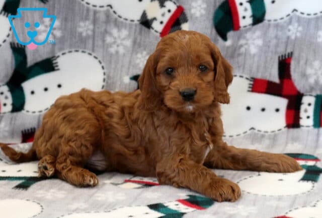 Kynford Cockapoo2 image