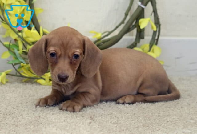 Lacey Mini Dachshund image