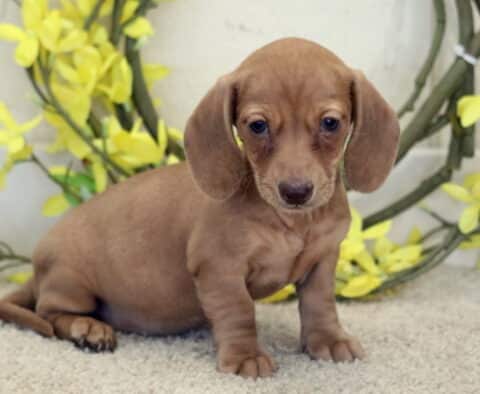 Lacey Mini Dachshund2