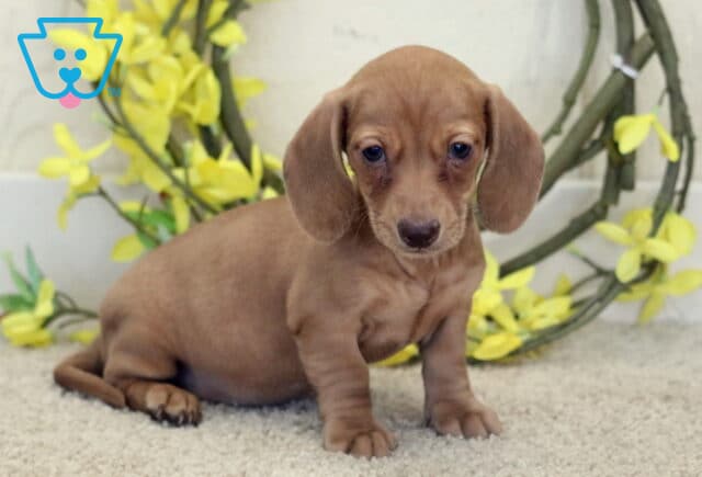 Lacey Mini Dachshund2 image