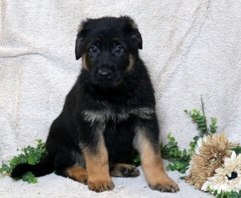German Shepherd puppy with black and tan coloring sitting upright on a light blanket beside greenery and neutral-toned flowers.