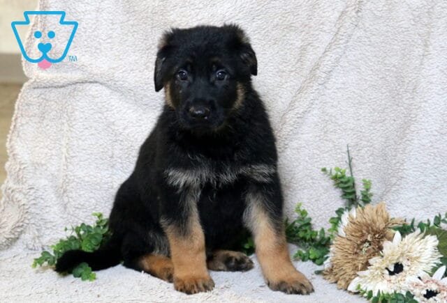 German Shepherd puppy with black and tan coloring sitting upright on a light blanket beside greenery and neutral-toned flowers. image