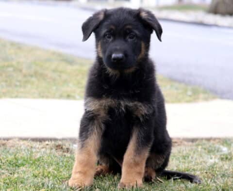 Landon German Retake