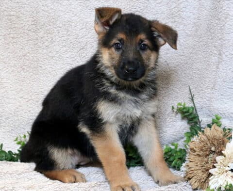 German Shepherd puppy with black and tan coloring sitting on a soft blanket beside greenery and flowers.