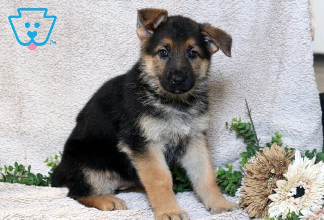 German Shepherd puppy with black and tan coloring sitting on a soft blanket beside greenery and flowers. image