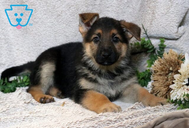 German Shepherd puppy with black and tan markings lying on a soft blanket beside greenery and neutral-toned flowers. image