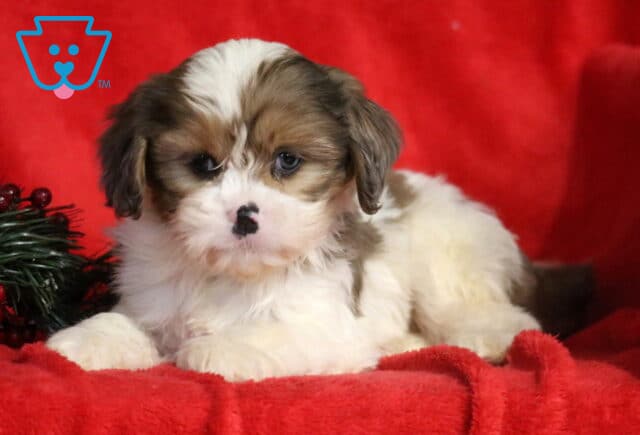 Sweet Cava Tzu puppy lying on a red blanket with festive greenery beside it, showing a fluffy white and tan coat, soft droopy ears, and an adorable black spot on its nose. image