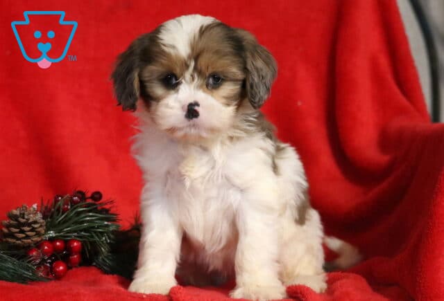 Adorable Cava Tzu puppy sitting on a red blanket with holiday greenery beside it, showing a fluffy white and tan coat, soft brown ears, and a tiny black spot on its nose. image