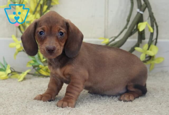 Lee Mini Dachshund image