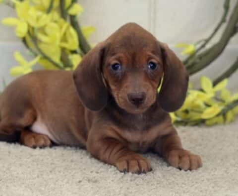 Lee Mini Dachshund2