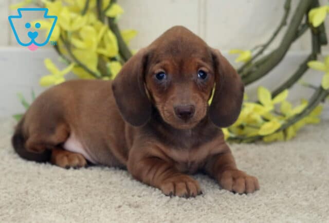 Lee Mini Dachshund2 image