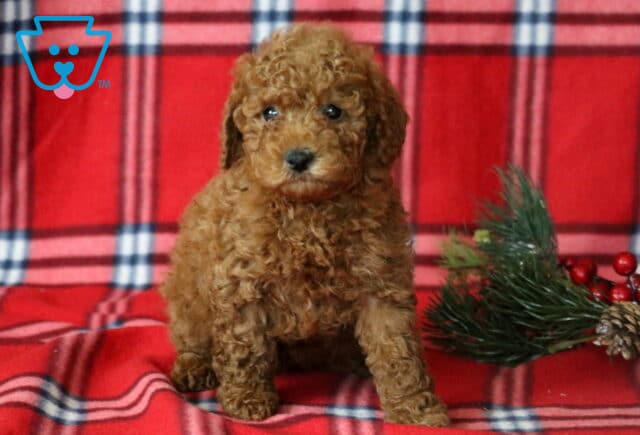 Leo Mini Goldendoodle image