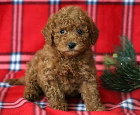 Leo Mini Goldendoodle2