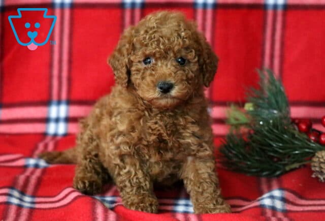 Leo Mini Goldendoodle2 image