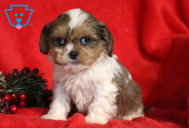 Liam Cava Tzu2 image