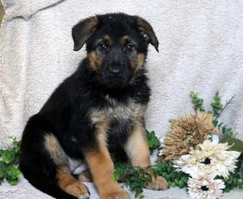 German Shepherd puppy with black and tan markings sitting on a soft blanket with greenery and flowers.