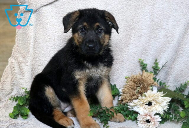 German Shepherd puppy with black and tan markings sitting on a soft blanket with greenery and flowers. image