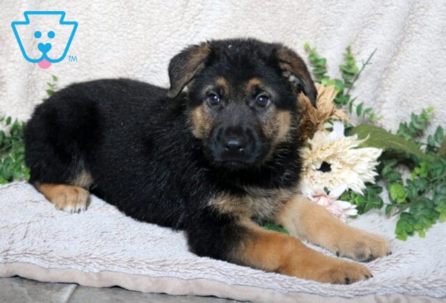 German Shepherd puppy with black and tan markings lying on a soft blanket with greenery and flowers. image
