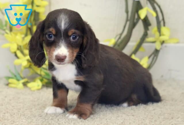 Lilo Mini Dachshund image