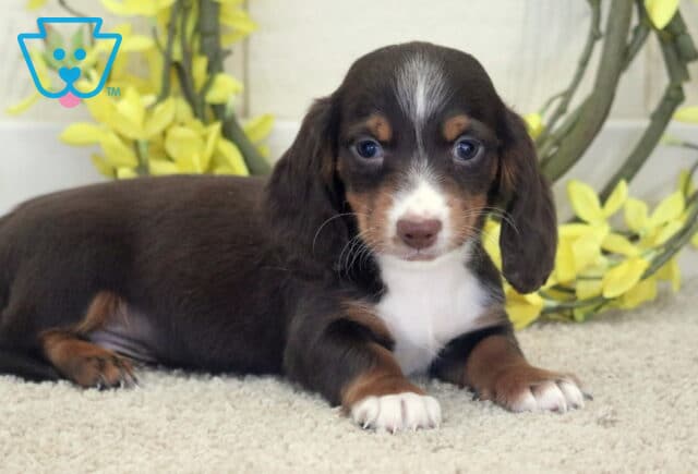 Lilo Mini Dachshund2 image