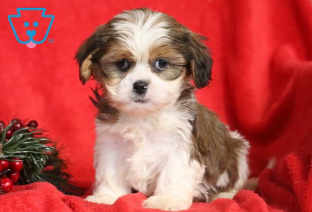 Fluffy Cava Tzu puppy sitting on a red blanket with a festive pine and berry arrangement beside it, showing a soft white-and-brown coat, expressive blue-gray eyes, and a sweet, gentle expression. image