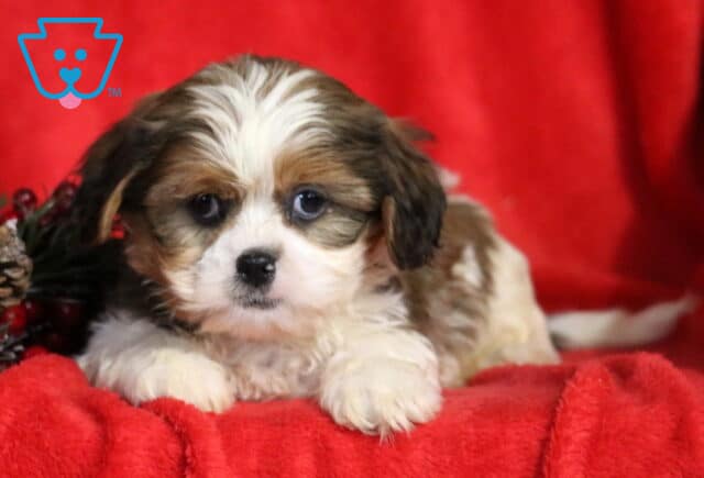 Sweet Cava Tzu puppy lying on a soft red blanket with festive greenery beside it, showing a fluffy white-and-brown coat, big expressive blue-gray eyes, and a gentle, curious expression. image