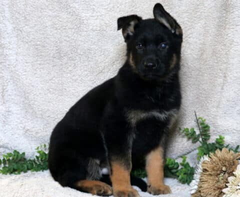 German Shepherd puppy with mostly black coat and tan legs sitting against a light blanket backdrop with greenery and neutral-toned flowers.