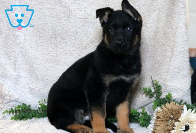 German Shepherd puppy with mostly black coat and tan legs sitting against a light blanket backdrop with greenery and neutral-toned flowers. image