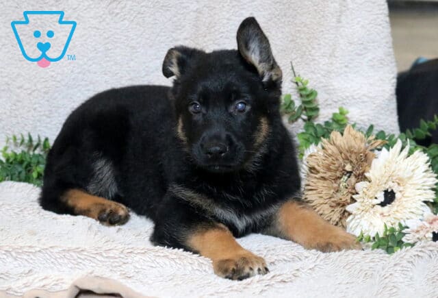 German Shepherd puppy with a black coat and tan markings lying on a soft light blanket beside neutral-toned flowers and greenery. image