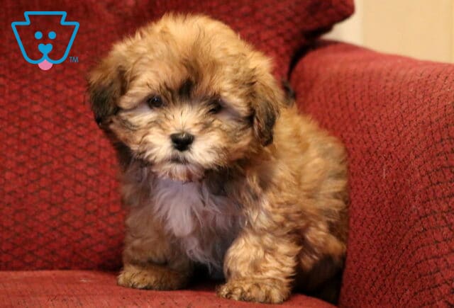 Shichon (Zuchon) puppy with a fluffy tan and brown coat sitting on a red upholstered chair, featuring soft wavy fur, dark expressive eyes, and a sweet, cuddly appearance. image