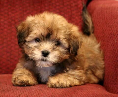 Shichon (Zuchon) puppy with a fluffy tan and brown coat lying on a red upholstered chair, featuring soft wavy fur, dark round eyes, and a cuddly, relaxed pose.
