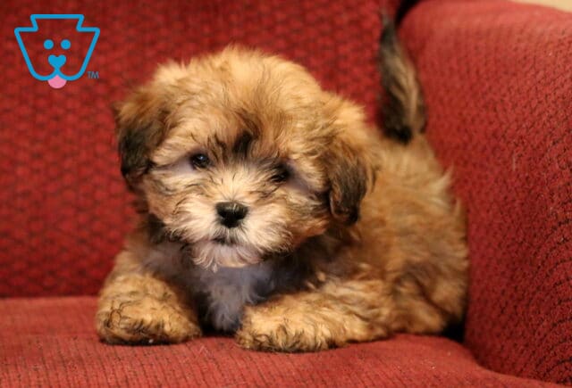 Shichon (Zuchon) puppy with a fluffy tan and brown coat lying on a red upholstered chair, featuring soft wavy fur, dark round eyes, and a cuddly, relaxed pose. image