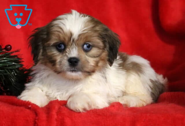 Fluffy Cava Tzu puppy resting on a soft red blanket with holiday greenery beside it, featuring a white and tan coat, bright blue eyes, and a sweet, expressive face. image