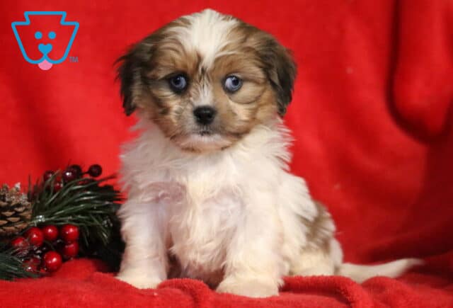 Fluffy Cava Tzu puppy sitting on a red blanket with holiday greenery beside it, featuring a soft white and tan coat, striking blue eyes, and an alert, adorable expression. image