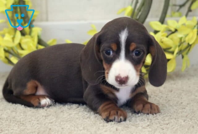 Lizzy Mini Dachshund image