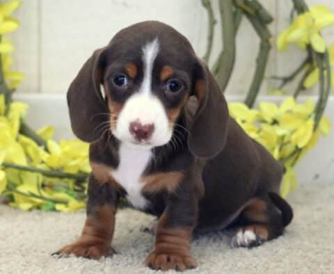 Lizzy Mini Dachshund2